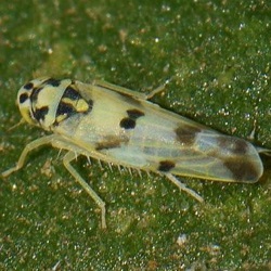 Eupteryx origani